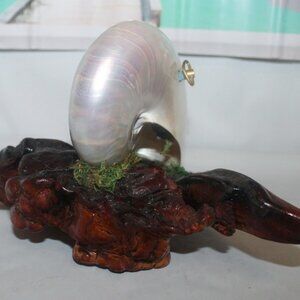 Oyster Real Mother of Pearl Wood Base Music Box Rare Unique Great Gift
